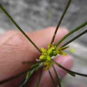 Photographie n°318319 du taxon Sisymbrium officinale (L.) Scop. [1772]