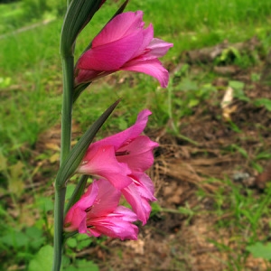 Photographie n°318395 du taxon Gladiolus illyricus W.D.J.Koch [1838]