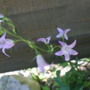 Photographie n°318450 du taxon Campanula rapunculus L. [1753]