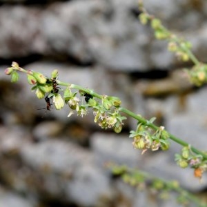 Photographie n°318686 du taxon Rumex scutatus L. [1753]