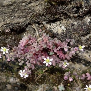 Photographie n°318687 du taxon Sedum dasyphyllum L. [1753]