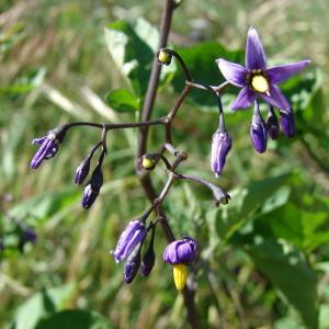 Photographie n°318852 du taxon Solanum dulcamara L. [1753]