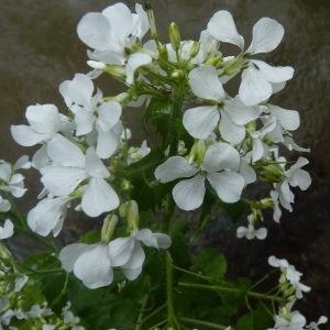 Photographie n°319021 du taxon Lunaria annua L.