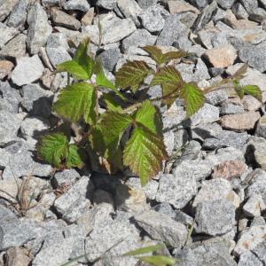 Photographie n°319081 du taxon Rubus L. [1753]