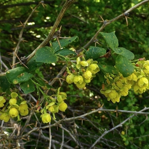 Photographie n°319103 du taxon Berberis vulgaris L. [1753]