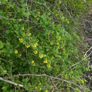 Photographie n°319104 du taxon Berberis vulgaris L. [1753]