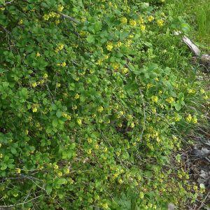 Photographie n°319105 du taxon Berberis vulgaris L. [1753]