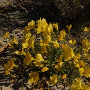 Photographie n°319111 du taxon Linum campanulatum L.