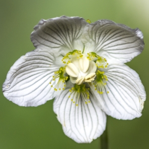 Photographie n°319133 du taxon Parnassia palustris L.