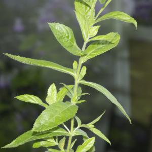 Photographie n°319138 du taxon Epilobium hirsutum L. [1753]