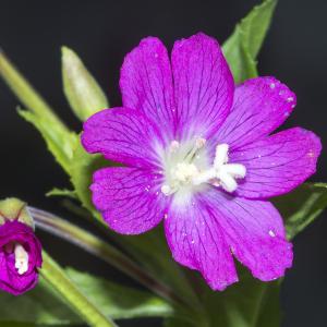 Photographie n°319142 du taxon Epilobium hirsutum L. [1753]