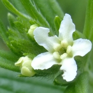 Photographie n°319201 du taxon Lithospermum officinale L. [1753]