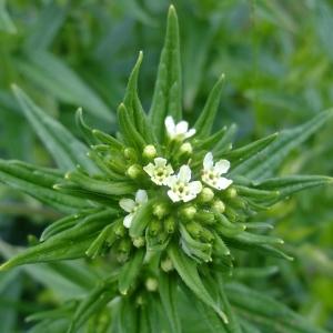 Photographie n°319203 du taxon Lithospermum officinale L. [1753]