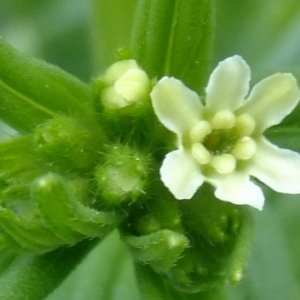 Photographie n°319206 du taxon Lithospermum officinale L. [1753]