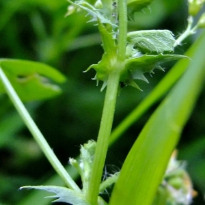 Photographie n°319208 du taxon Medicago arabica (L.) Huds. [1762]