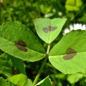 Photographie n°319213 du taxon Medicago arabica (L.) Huds. [1762]