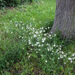 Photographie n°319231 du taxon Silene italica (L.) Pers. [1805]