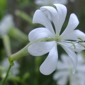 Photographie n°319232 du taxon Silene italica (L.) Pers. [1805]