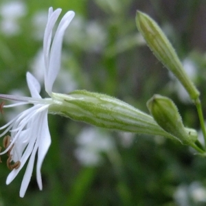 Photographie n°319233 du taxon Silene italica (L.) Pers. [1805]