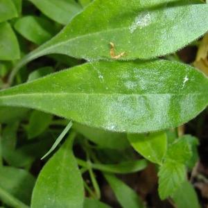 Photographie n°319236 du taxon Silene italica (L.) Pers. [1805]