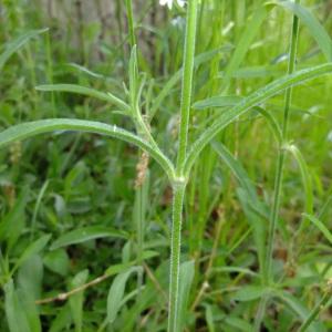 Photographie n°319237 du taxon Silene italica (L.) Pers. [1805]