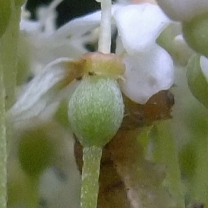 Photographie n°319254 du taxon Cornus alba L. [1767]