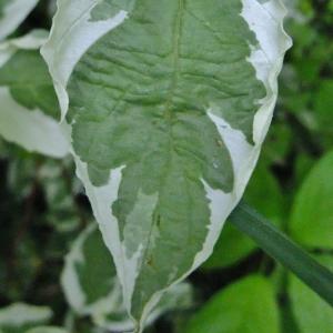 Photographie n°319258 du taxon Cornus alba L. [1767]