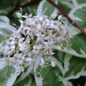 Photographie n°319260 du taxon Cornus alba L. [1767]