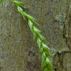 Photographie n°319329 du taxon Carex sylvatica Huds. [1762]