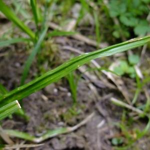 Photographie n°319331 du taxon Carex sylvatica Huds. [1762]