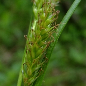 Photographie n°319332 du taxon Carex sylvatica Huds. [1762]