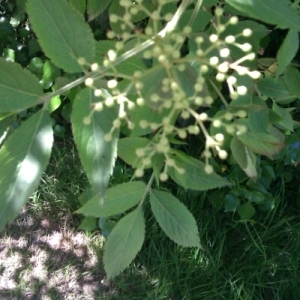 Photographie n°319500 du taxon Sambucus nigra L. [1753]