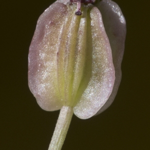 Photographie n°319547 du taxon Angelica sylvestris L. [1753]