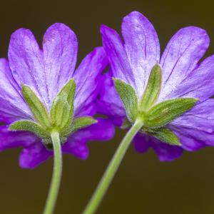  - Geranium pyrenaicum Burm.f.