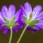  Jean-Jacques Houdré - Geranium pyrenaicum Burm.f.