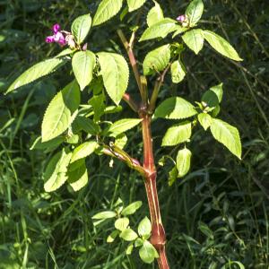 Photographie n°319577 du taxon Impatiens glandulifera Royle