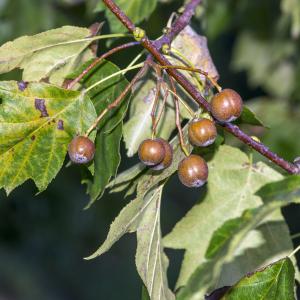 Photographie n°319586 du taxon Sorbus torminalis (L.) Crantz