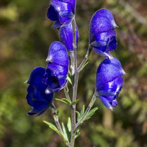 Photographie n°319607 du taxon Aconitum napellus subsp. burnatii (Gáyer) J.M.Tison [2010]