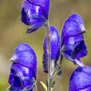 Photographie n°319609 du taxon Aconitum napellus subsp. burnatii (Gáyer) J.M.Tison [2010]