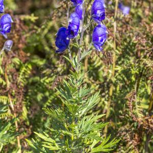 Photographie n°319610 du taxon Aconitum napellus subsp. burnatii (Gáyer) J.M.Tison [2010]