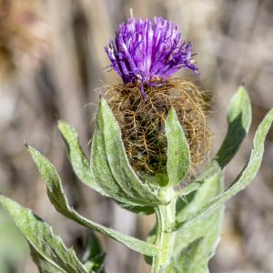 Photographie n°319619 du taxon Centaurea pectinata L. [1763]