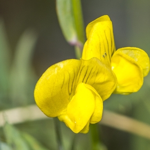 Lathyrus pratensis L. (Gesse des prés)