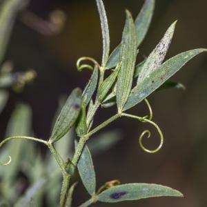 Photographie n°319636 du taxon Lathyrus pratensis L.