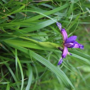 Photographie n°319712 du taxon Iris graminea L. [1753]