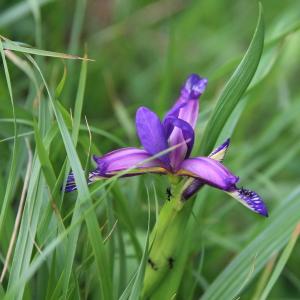 Photographie n°319713 du taxon Iris graminea L. [1753]