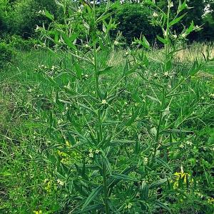 Photographie n°319725 du taxon Lithospermum officinale L. [1753]