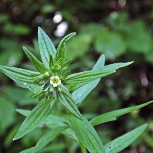 Photographie n°319726 du taxon Lithospermum officinale L. [1753]