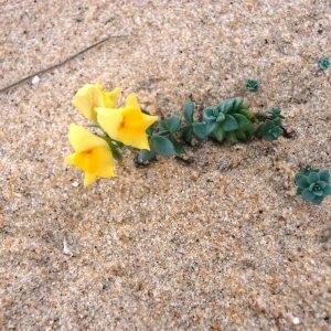 Photographie n°319729 du taxon Linaria thymifolia DC. [1805]