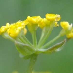 Photographie n°319750 du taxon Bupleurum falcatum L. [1753]