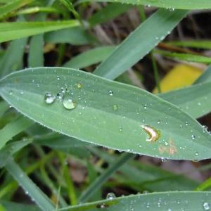 Photographie n°319752 du taxon Bupleurum falcatum L. [1753]